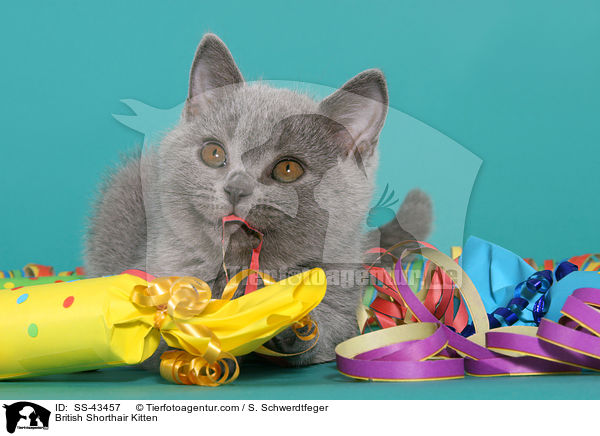 Britisch Kurzhaar Ktzchen / British Shorthair Kitten / SS-43457