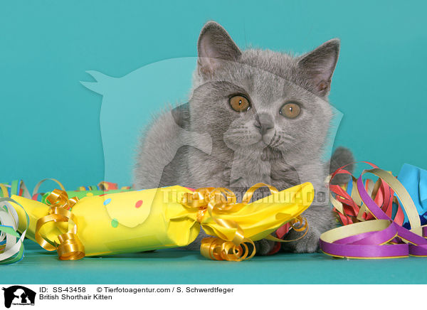 Britisch Kurzhaar Ktzchen / British Shorthair Kitten / SS-43458