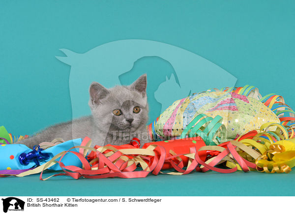 Britisch Kurzhaar Ktzchen / British Shorthair Kitten / SS-43462
