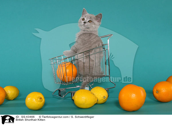 Britisch Kurzhaar Ktzchen / British Shorthair Kitten / SS-43466