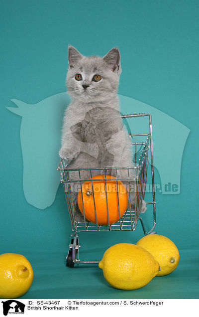 Britisch Kurzhaar Ktzchen / British Shorthair Kitten / SS-43467