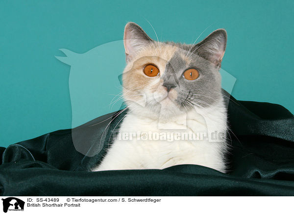 Britisch Kurzhaar Portrait / British Shorthair Portrait / SS-43489