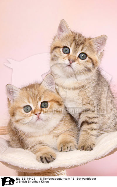 2 Britisch Kurzhaar Ktzchen / 2 British Shorthair Kitten / SS-44423