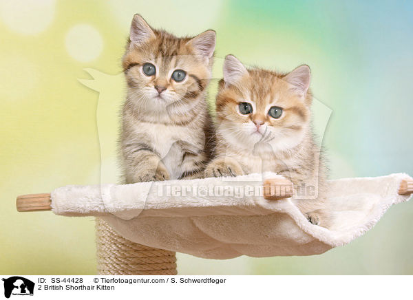 2 Britisch Kurzhaar Ktzchen / 2 British Shorthair Kitten / SS-44428
