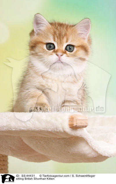 sitzendes Britisch Kurzhaar Ktzchen / sitting British Shorthair Kitten / SS-44431
