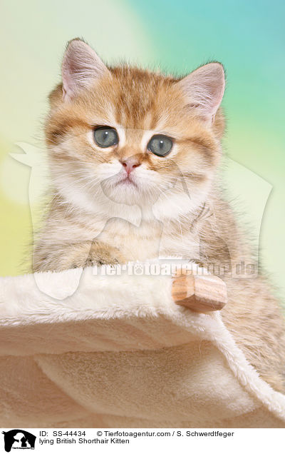 liegendes Britisch Kurzhaar Ktzchen / lying British Shorthair Kitten / SS-44434