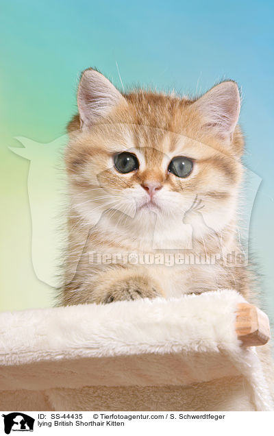 liegendes Britisch Kurzhaar Ktzchen / lying British Shorthair Kitten / SS-44435