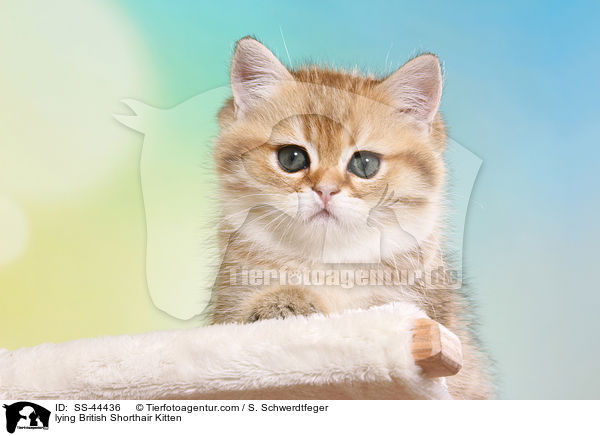 liegendes Britisch Kurzhaar Ktzchen / lying British Shorthair Kitten / SS-44436