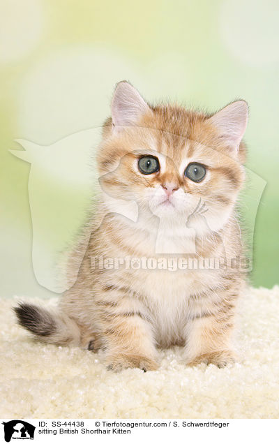 sitzendes Britisch Kurzhaar Ktzchen / sitting British Shorthair Kitten / SS-44438