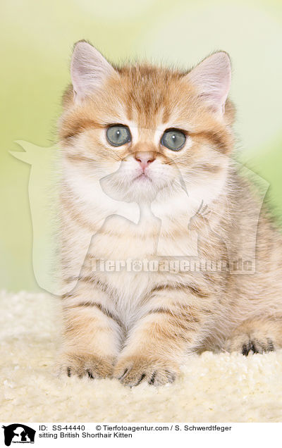 sitzendes Britisch Kurzhaar Ktzchen / sitting British Shorthair Kitten / SS-44440