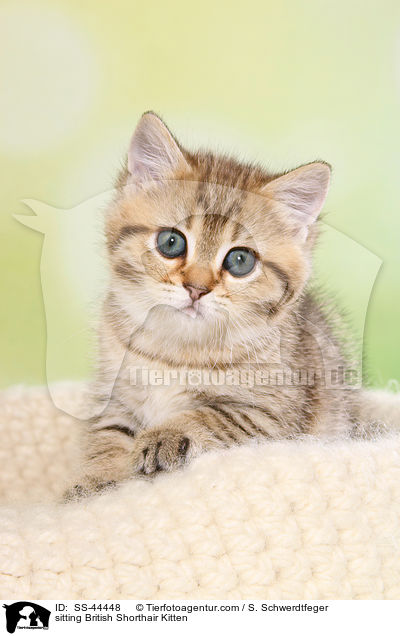 sitzendes Britisch Kurzhaar Ktzchen / sitting British Shorthair Kitten / SS-44448