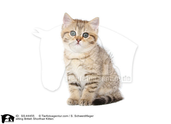 sitzendes Britisch Kurzhaar Ktzchen / sitting British Shorthair Kitten / SS-44455