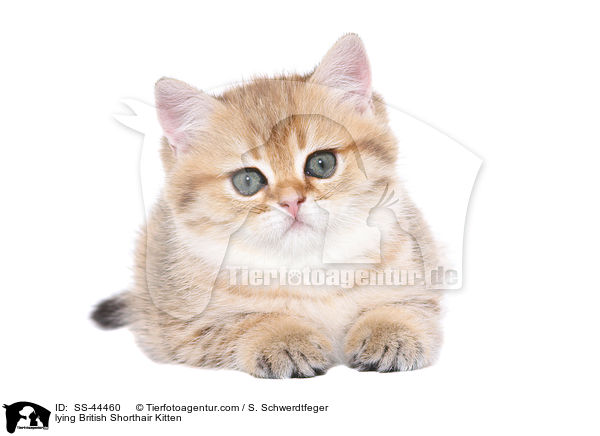 liegendes Britisch Kurzhaar Ktzchen / lying British Shorthair Kitten / SS-44460