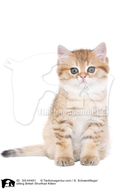 sitzendes Britisch Kurzhaar Ktzchen / sitting British Shorthair Kitten / SS-44461