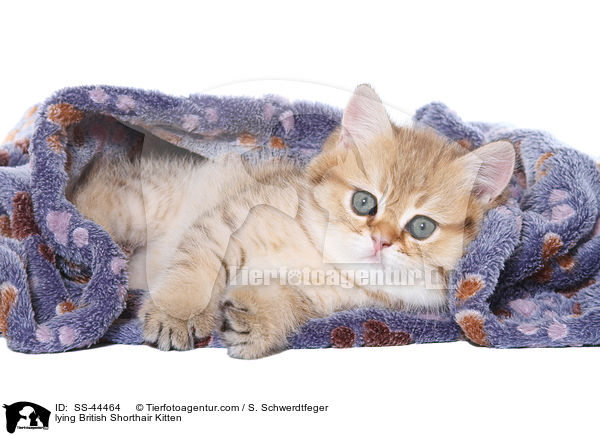 liegendes Britisch Kurzhaar Ktzchen / lying British Shorthair Kitten / SS-44464
