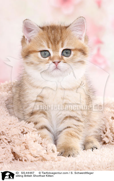 sitzendes Britisch Kurzhaar Ktzchen / sitting British Shorthair Kitten / SS-44467