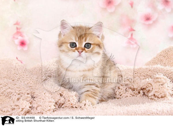 sitzendes Britisch Kurzhaar Ktzchen / sitting British Shorthair Kitten / SS-44468
