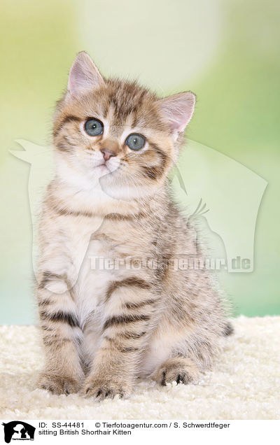 sitzendes Britisch Kurzhaar Ktzchen / sitting British Shorthair Kitten / SS-44481