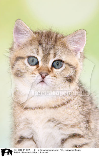 Britisch Kurzhaar Ktzchen Portrait / British Shorthair Kitten Portrait / SS-44482