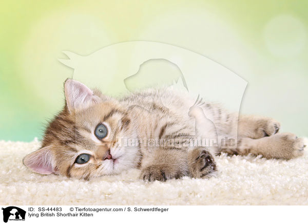 liegendes Britisch Kurzhaar Ktzchen / lying British Shorthair Kitten / SS-44483