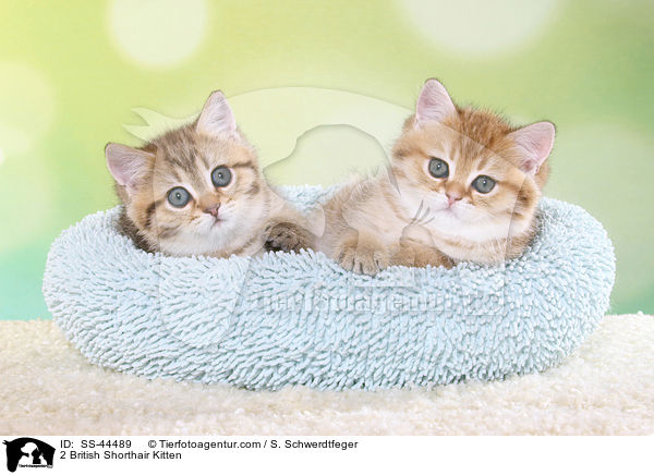 2 Britisch Kurzhaar Ktzchen / 2 British Shorthair Kitten / SS-44489