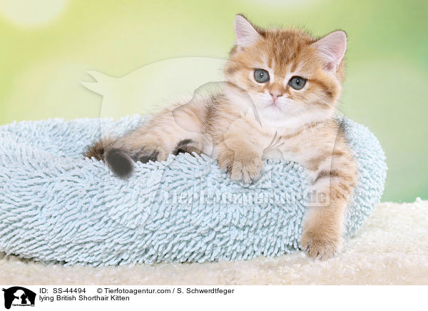 liegendes Britisch Kurzhaar Ktzchen / lying British Shorthair Kitten / SS-44494