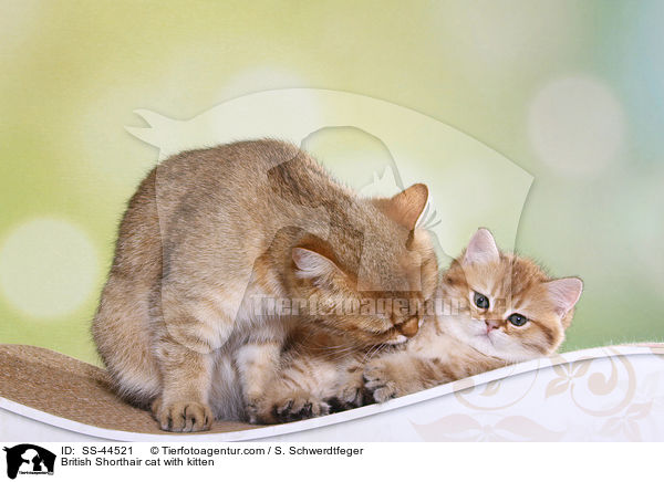 Britisch Kurzhaar Katze mit Ktzchen / British Shorthair cat with kitten / SS-44521