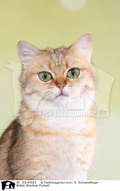 Britisch Kurzhaar Portrait / British Shorthair Portrait / SS-44523