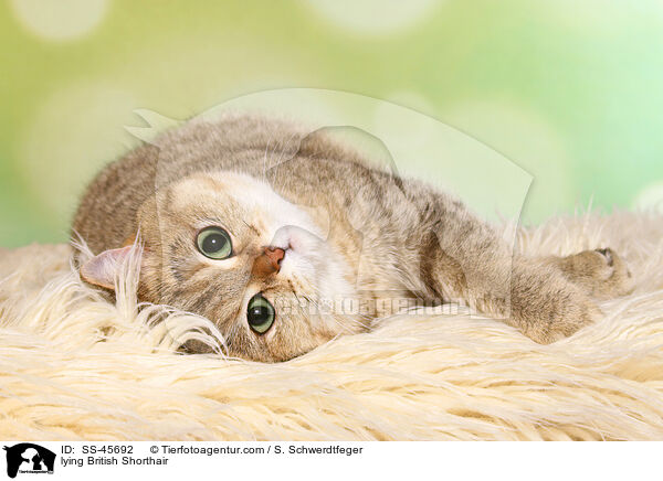 liegende Britisch Kurzhaar / lying British Shorthair / SS-45692