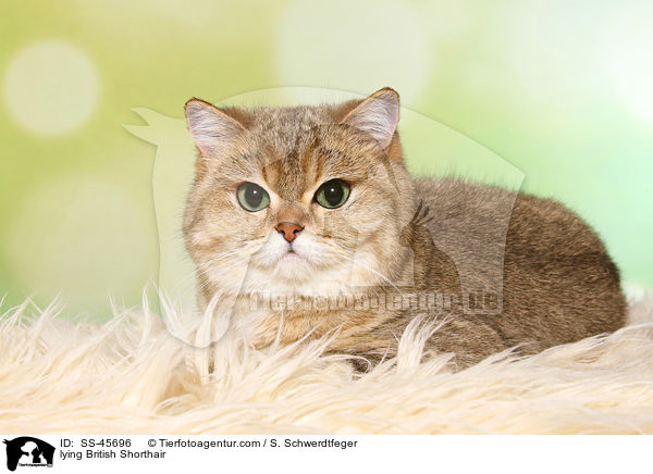 liegende Britisch Kurzhaar / lying British Shorthair / SS-45696