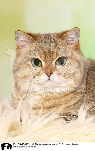 liegende Britisch Kurzhaar / lying British Shorthair / SS-45697