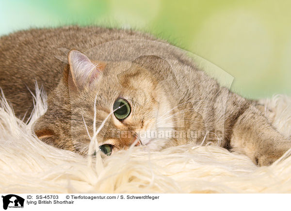 liegende Britisch Kurzhaar / lying British Shorthair / SS-45703