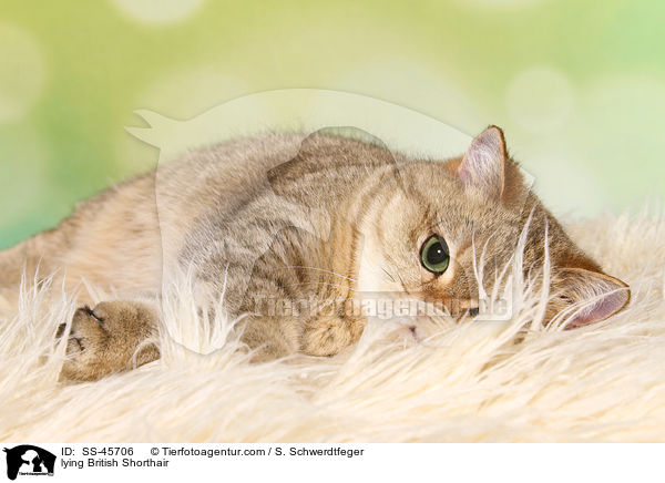 liegende Britisch Kurzhaar / lying British Shorthair / SS-45706
