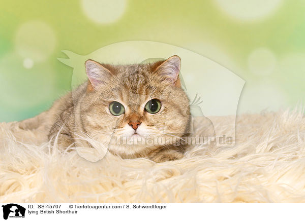 liegende Britisch Kurzhaar / lying British Shorthair / SS-45707