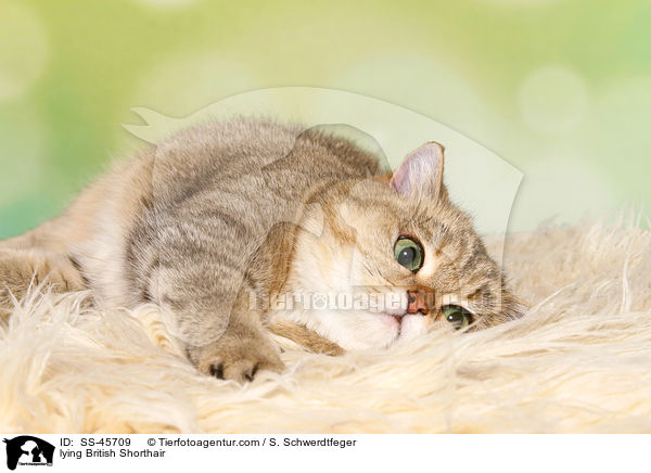 liegende Britisch Kurzhaar / lying British Shorthair / SS-45709