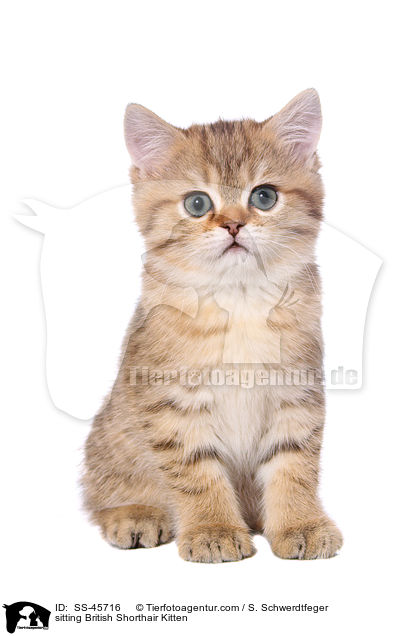 sitzendes Britisch Kurzhaar Ktzchen / sitting British Shorthair Kitten / SS-45716
