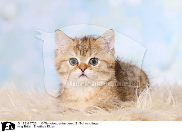 liegendes Britisch Kurzhaar Ktzchen / lying British Shorthair Kitten / SS-45722