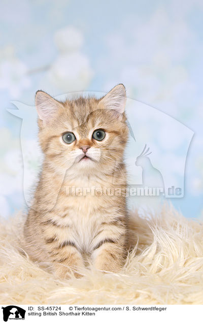 sitzendes Britisch Kurzhaar Ktzchen / sitting British Shorthair Kitten / SS-45724