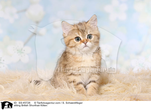 sitzendes Britisch Kurzhaar Ktzchen / sitting British Shorthair Kitten / SS-45726
