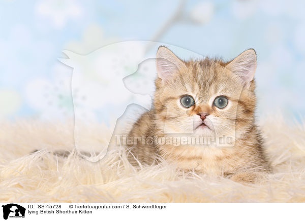 liegendes Britisch Kurzhaar Ktzchen / lying British Shorthair Kitten / SS-45728