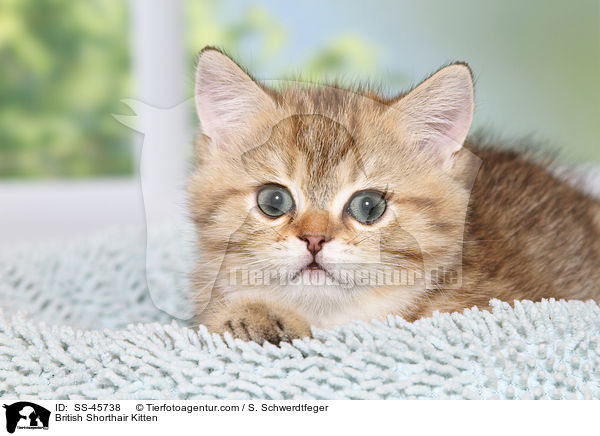 Britisch Kurzhaar Ktzchen / British Shorthair Kitten / SS-45738