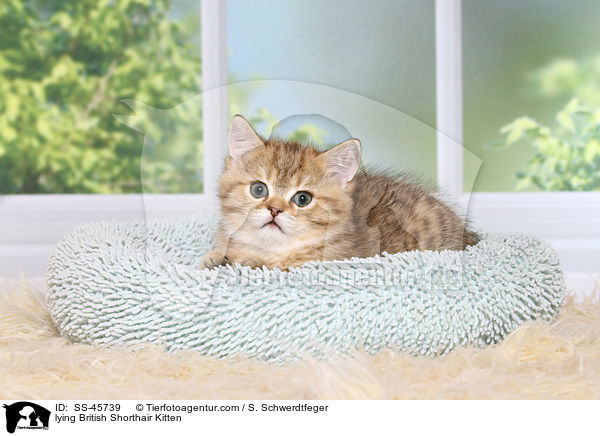 liegendes Britisch Kurzhaar Ktzchen / lying British Shorthair Kitten / SS-45739