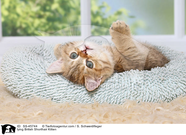 liegendes Britisch Kurzhaar Ktzchen / lying British Shorthair Kitten / SS-45744