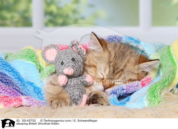 schlafendes Britisch Kurzhaar Ktzchen / sleeping British Shorthair Kitten / SS-45752