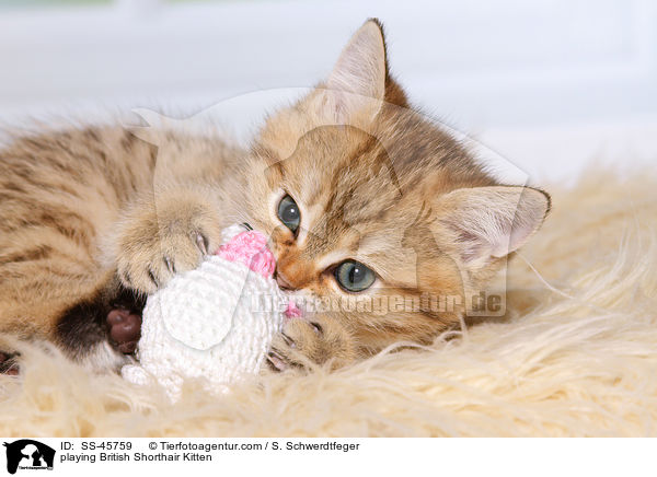 spielendes Britisch Kurzhaar Ktzchen / playing British Shorthair Kitten / SS-45759