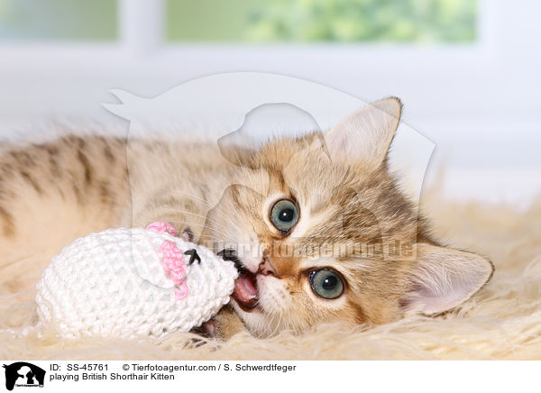 spielendes Britisch Kurzhaar Ktzchen / playing British Shorthair Kitten / SS-45761