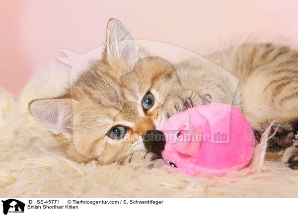 Britisch Kurzhaar Ktzchen / British Shorthair Kitten / SS-45771
