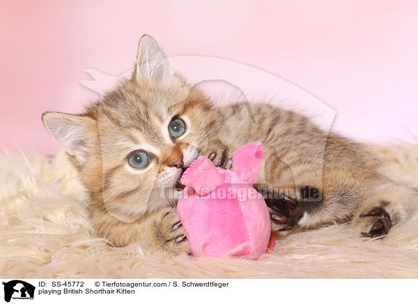 spielendes Britisch Kurzhaar Ktzchen / playing British Shorthair Kitten / SS-45772