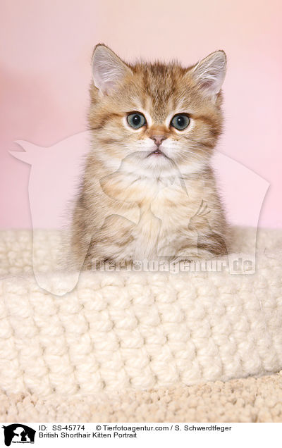 Britisch Kurzhaar Ktzchen Portrait / British Shorthair Kitten Portrait / SS-45774