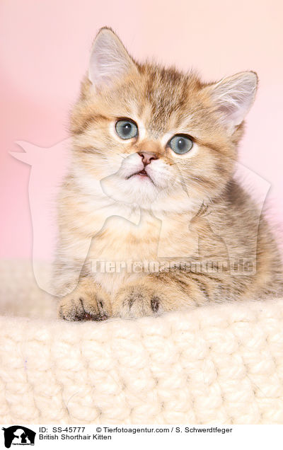 Britisch Kurzhaar Ktzchen / British Shorthair Kitten / SS-45777